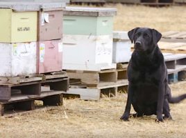 colonias enteras de abejas