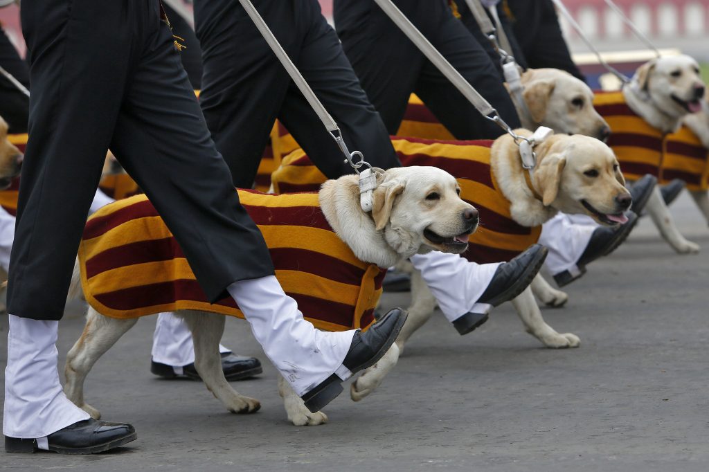 División Canina del Ejército Indio