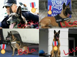 cuatro agentes caninos