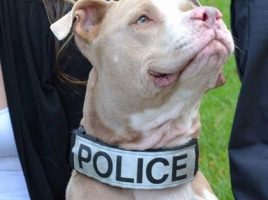 Pitbull policía