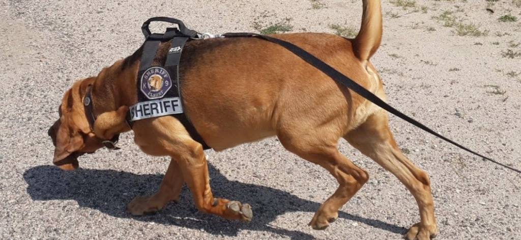 Premio a la Excelencia Canina