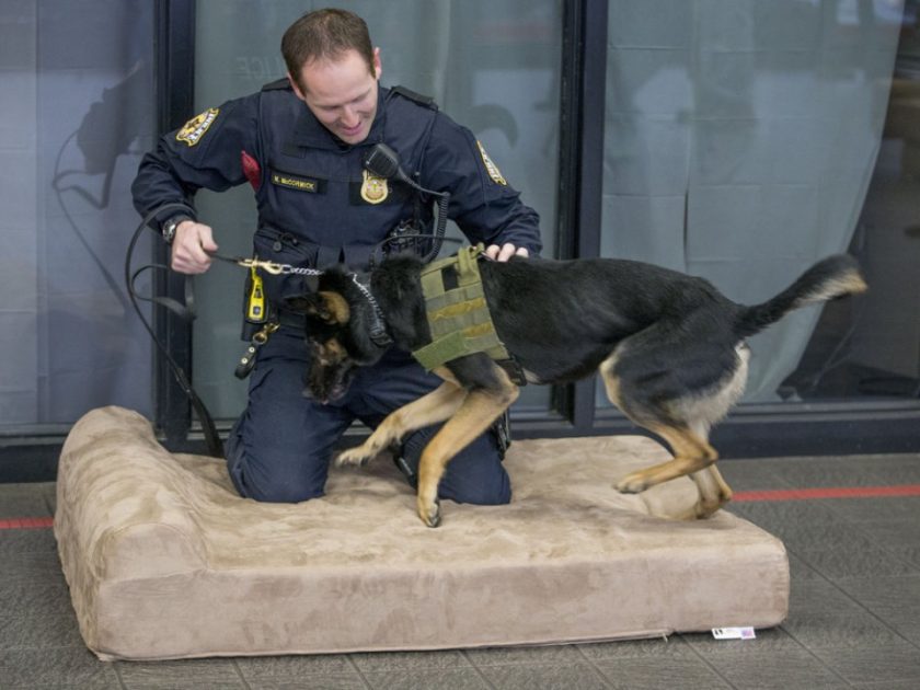 camas para perros