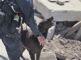 National Disaster Search Dog Foundation