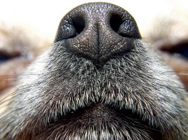 nariz del perro