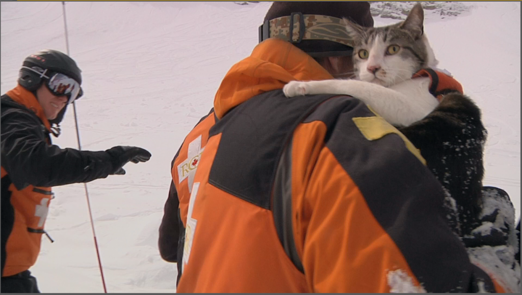 gatos de rescate