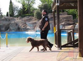 Campus de Trabajo con Perro