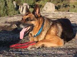 Golpe de calor y perros