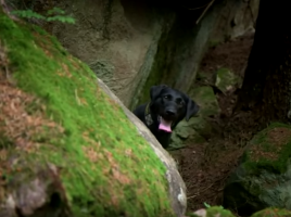 buscando drogas en el bosque