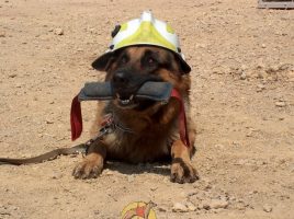 perro de salvamento