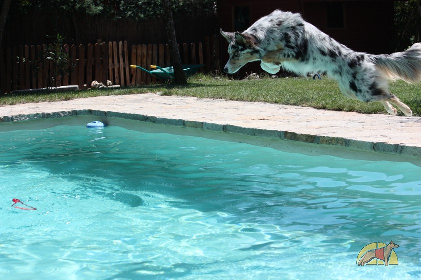 perro de salvamento