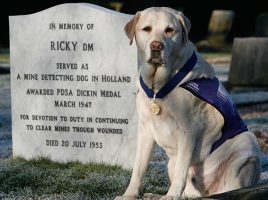 cementerio de animales