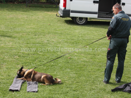 perro de restos humanos