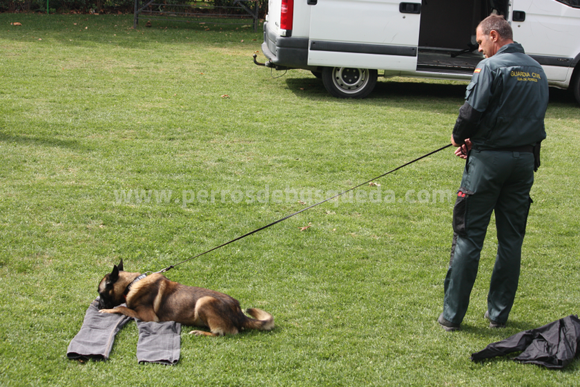 perros de restos humanos