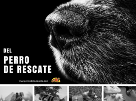 Día Internacional del Perro de Rescate