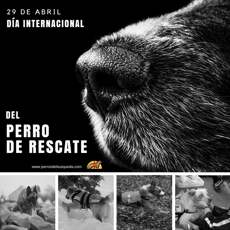 Día Internacional del Perro de Rescate