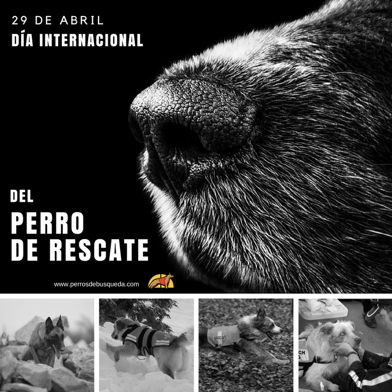 Dia Internacional Del Perro : Dia Mundial Del Perro Masscultura / Por desgracia, los perros no pueden hablar, pero si aún no lo sabes, en este día mundial del perro, es importante que conozcas, que a través de ladridos, es como un can se comunica.