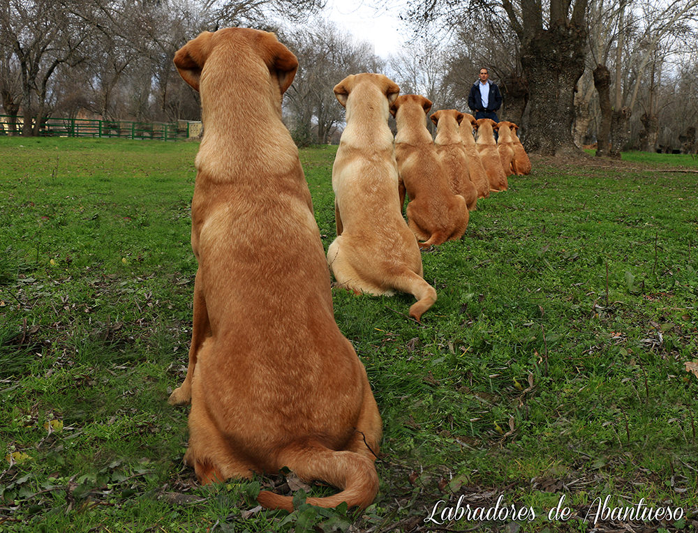 Labradores de Abantueso
