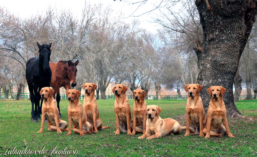 Labradores de Abantueso