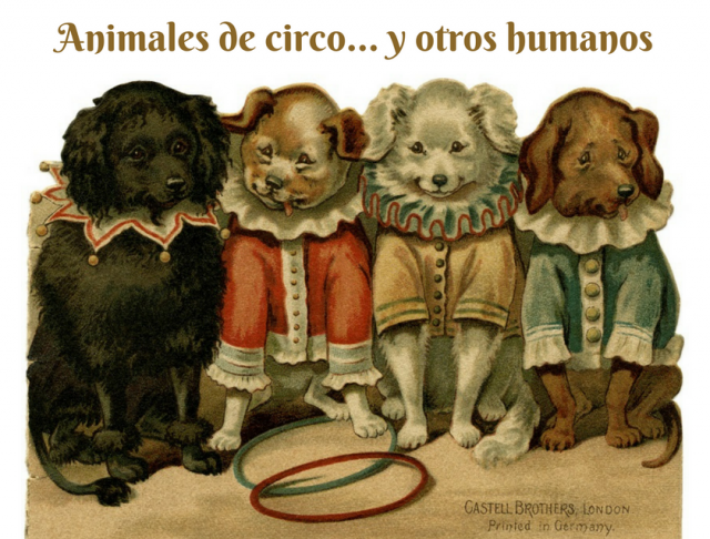 animales de circo