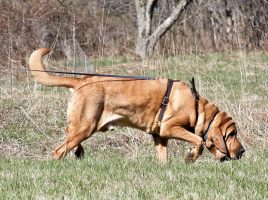 Tracking vs Trailing Mantrailing