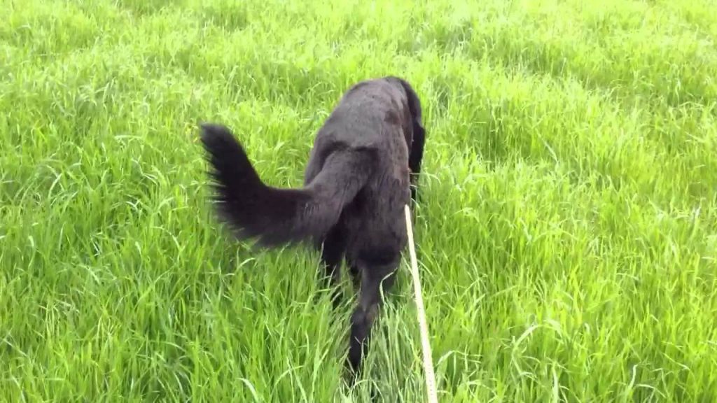 Tracking vs Trailing cómo seguir el olor de un individuo