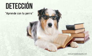 libros sobre perros detectores