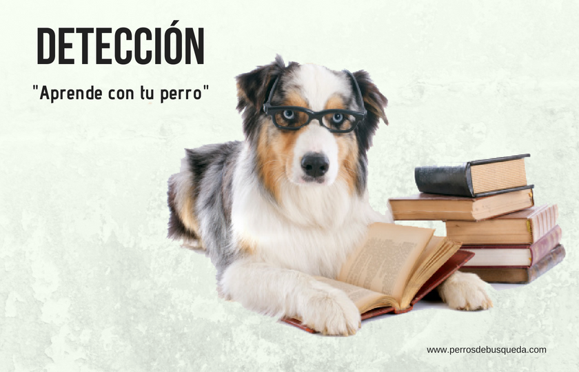 libros sobre perros detectores