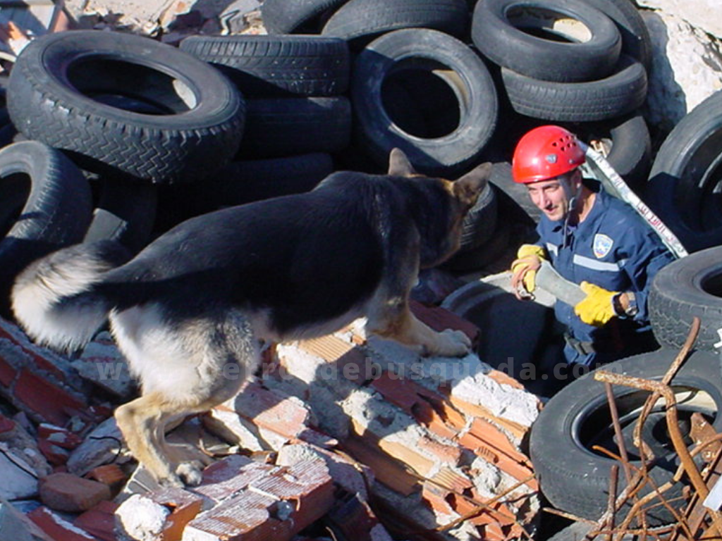 droga a los perros