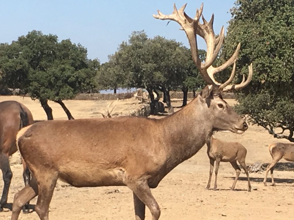 cazadores furtivos