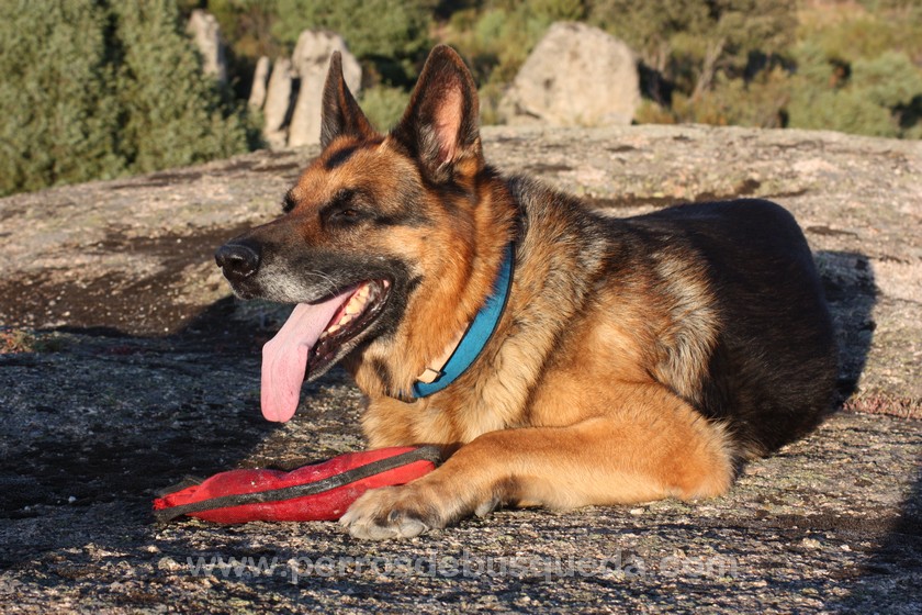 perros de trabajo no sufren