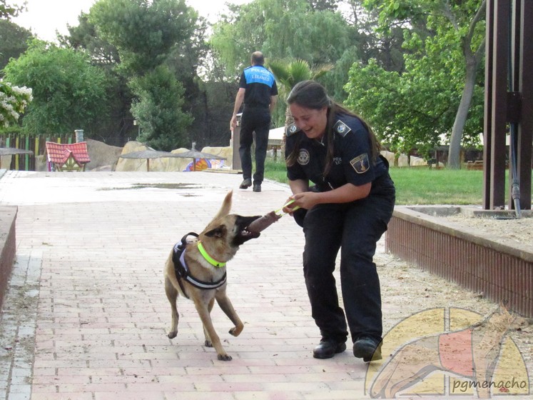 perros de trabajo no sufren