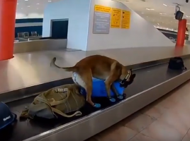 detector de drogas en el aeropuerto