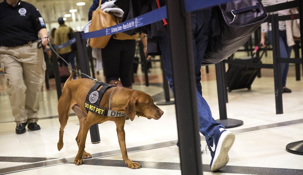 perros con orejas caídas