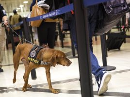 perros con orejas caídas