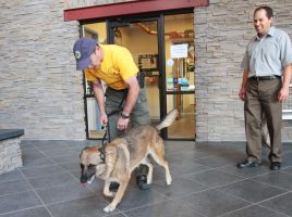 eficacia de los perros detectores