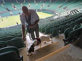 Wimbledon perros detectores