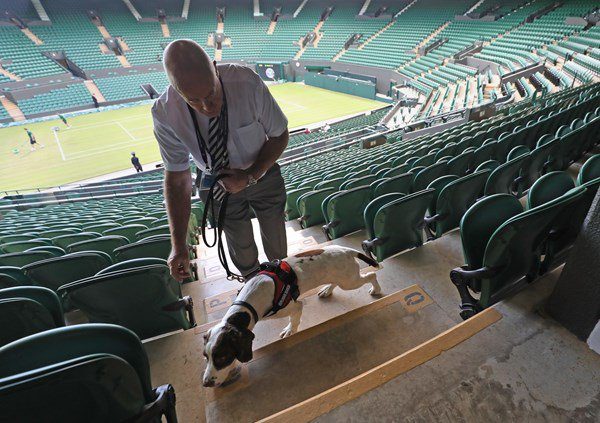 Wimbledon perros detectores