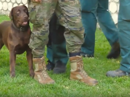 escuela para guías caninos