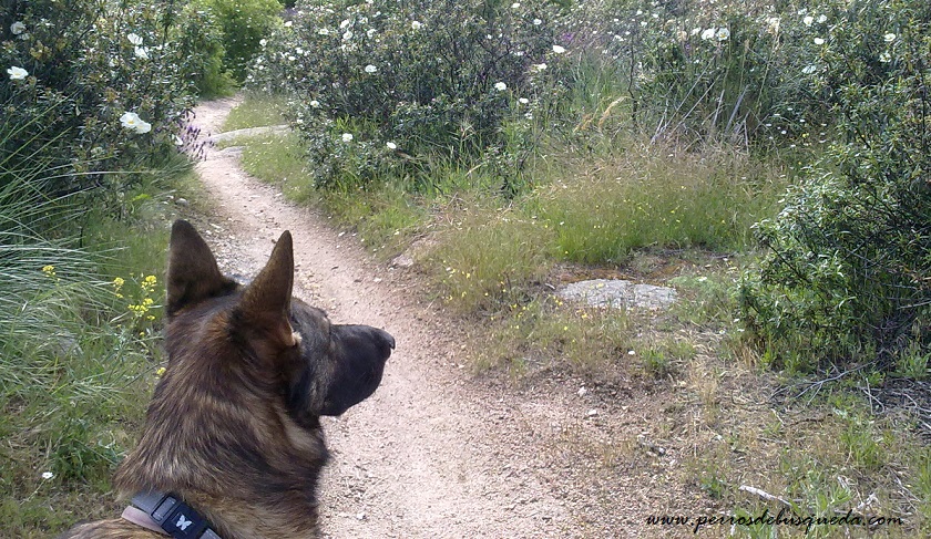 perro de búsqueda de personas