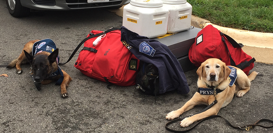 Equipos caninos de rescate