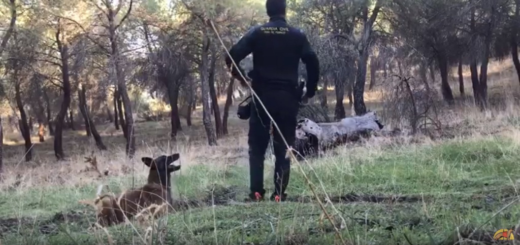 búsqueda objetos olor humano