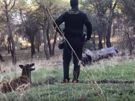 búsqueda objetos olor humano