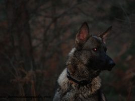 alimentación de un perro de trabajo