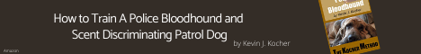 Mantrailing Bloodhound