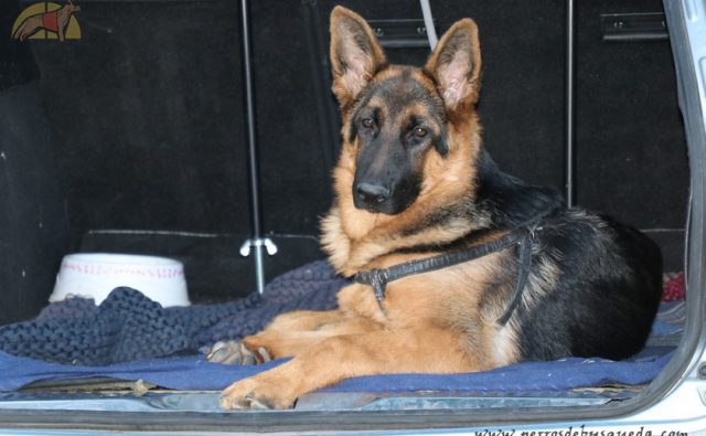 K-9