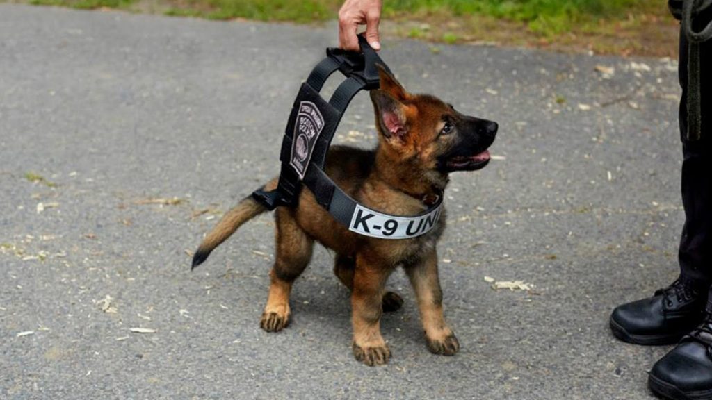 K-9 puppy