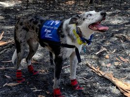 incendios en Australia