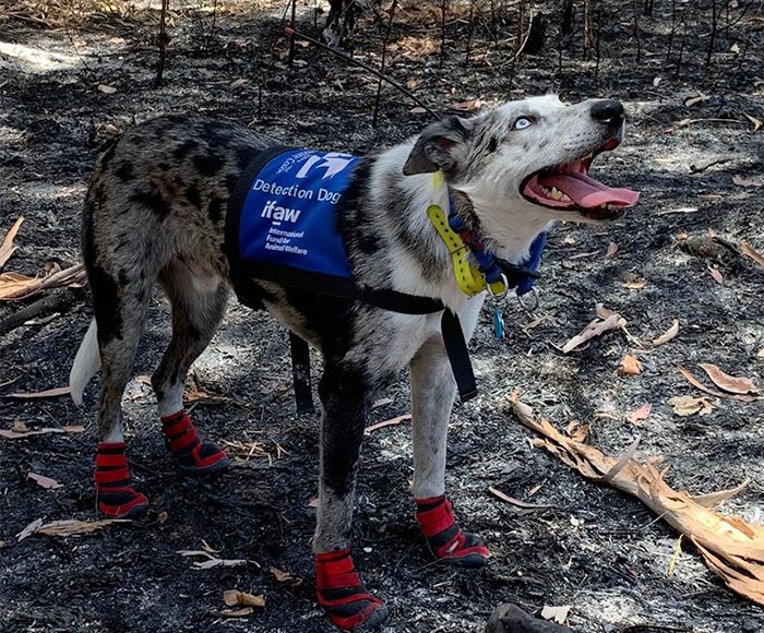 incendios en Australia