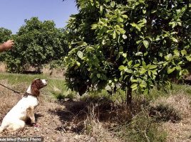 perros detectores dragón amarillo