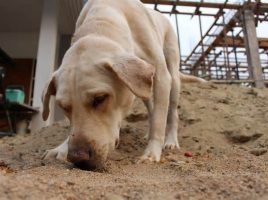 Perros detectores de Fallopia japonica